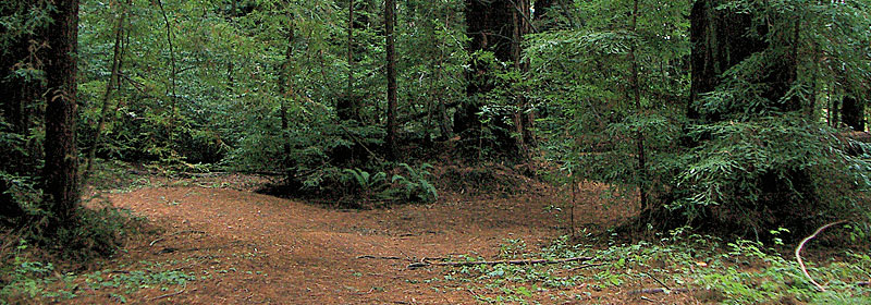 Roy's Redwoods - Marin County Parks: Open Space - County of Marin