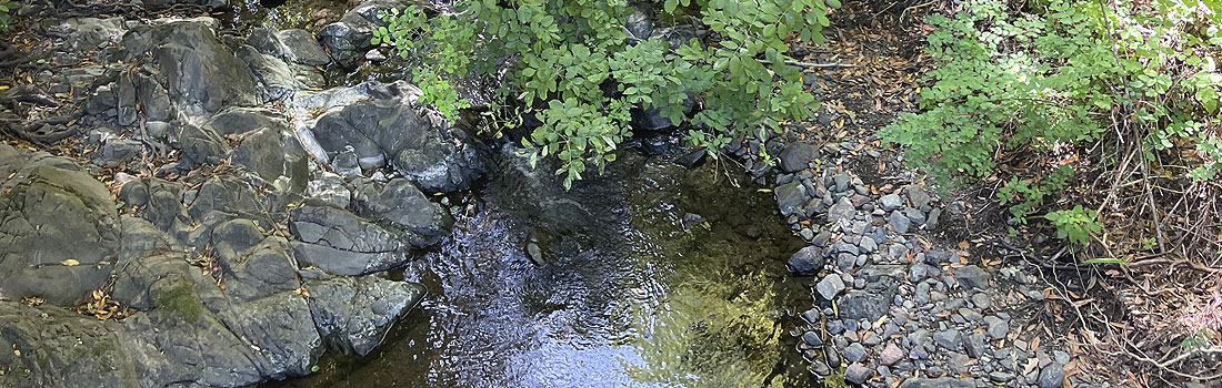 Salmon stream at San Geronimo Commons